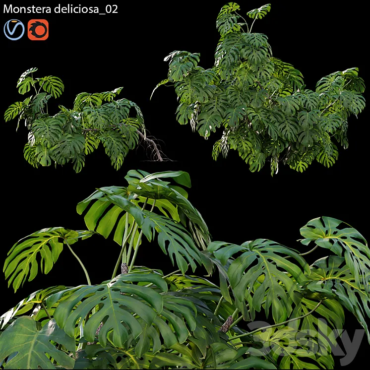 Monstera deliciosa 02 3D Model Free Download