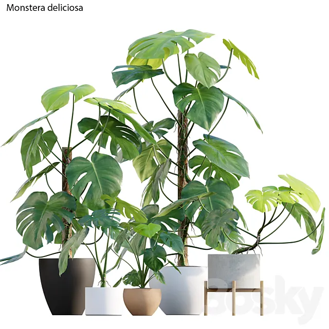 Monstera deliciosa 3D Model Monstera deliciosa 3D Model