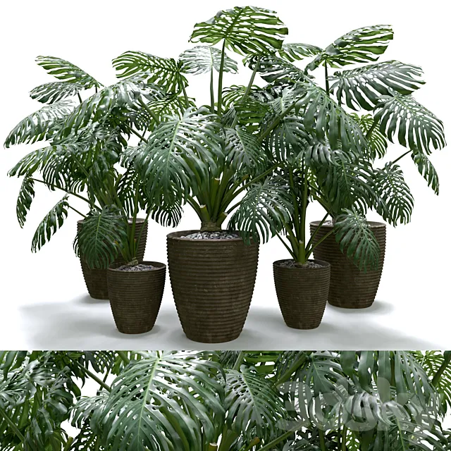 Monstera Deliciosa Plant Set 3D Model Monstera Deliciosa Plant Set 3D Model