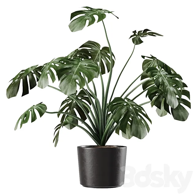 Monstera Deliciosa Vase Plant 3DModel Monstera Deliciosa Vase Plant 3DModel