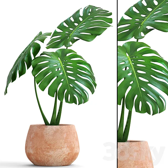 monstera. flower. pot. bush. flowerpot. clay. clinker. decorative. small plants 3DModel monstera. flower. pot. bush. flowerpot. clay. clinker. decorative. small plants 3DModel