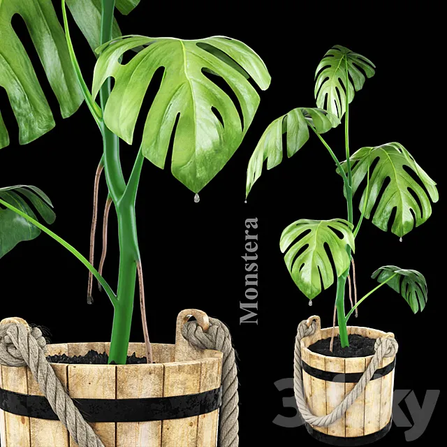 Monstera in a wooden tub 3D Model Monstera in a wooden tub 3D Model