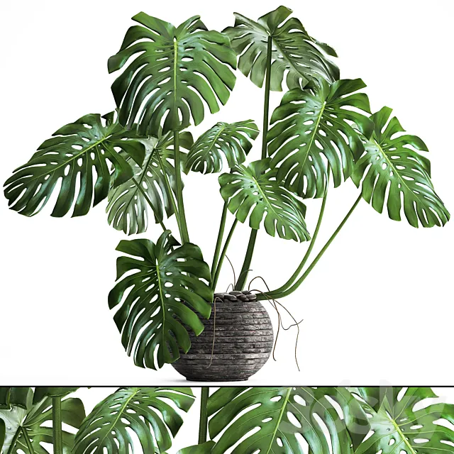 Monstera. monstera flower stand bush thickets interior decorative office plants pot 3D Model Monstera. monstera flower stand bush thickets interior decorative office plants pot 3D Model