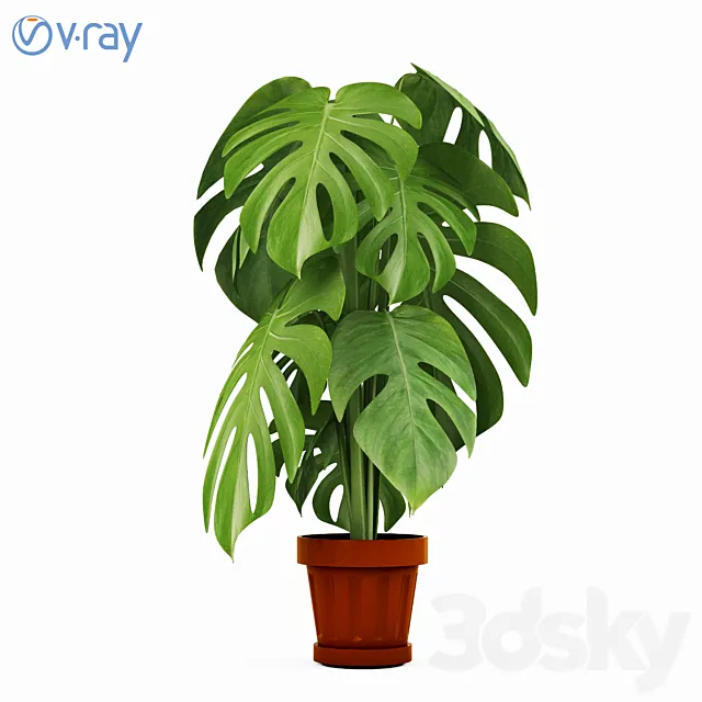 Monstera Plants 2 3DModel Monstera Plants 2 3DModel