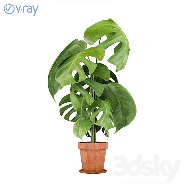 Monstera Plants 3 3DModel Monstera Plants 3 3DModel