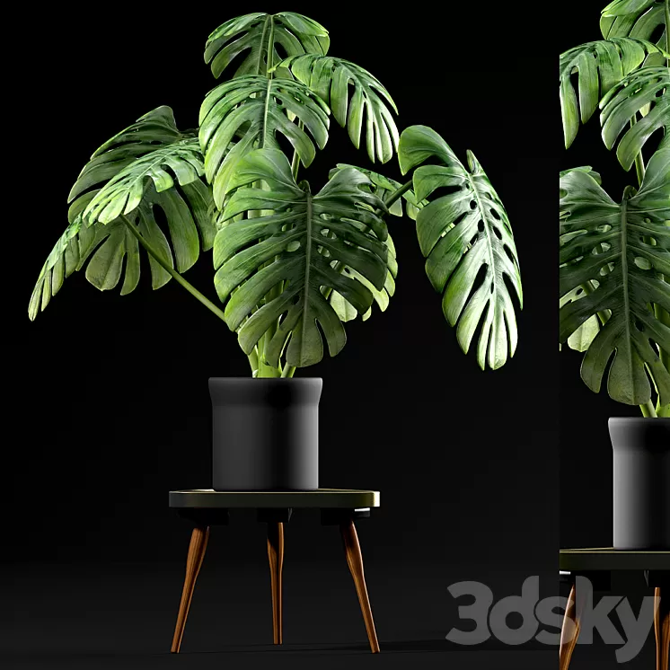 Monstera Plants 50 3D Model Monstera Plants 50 3D Model