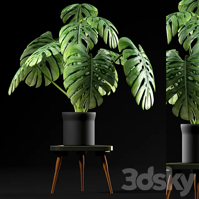 Monstera Plants 50 3DModel Monstera Plants 50 3DModel