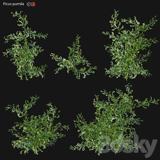Moraceae – Ficus pumila 3D Model Moraceae – Ficus pumila 3D Model