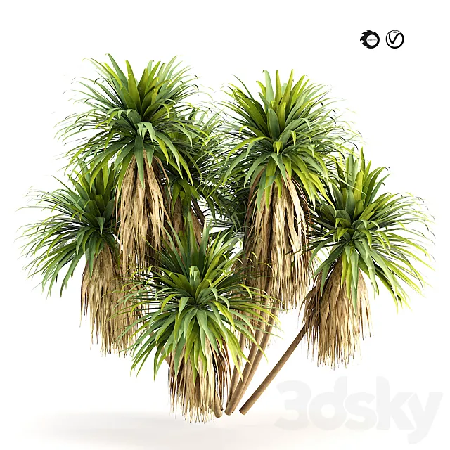 Mountain Cabbage 3D Model 3D Model