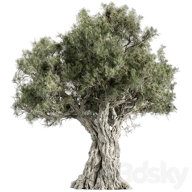 Mountain Olive Tree – Set 197 3D Model