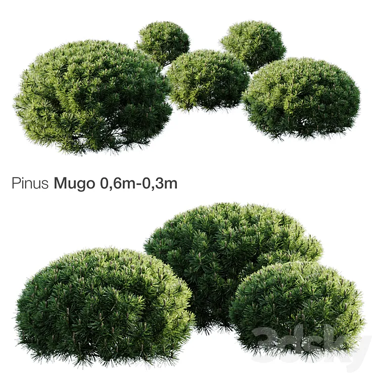 Mountain Pine Mugo 3D Model Free Download Mountain Pine Mugo 3D Model Free Download