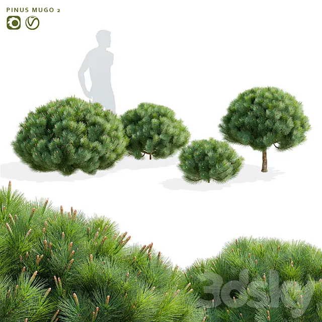 Mountain pine | Pinus mugo 2 3D Model