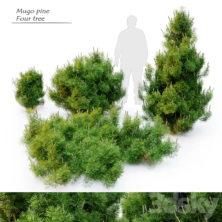 Mugo pine 3D Model Free Download