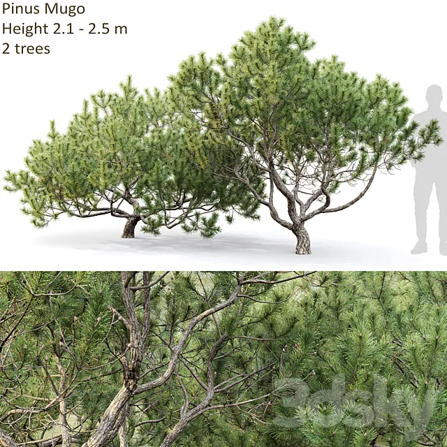 Mugo pine 3D Model