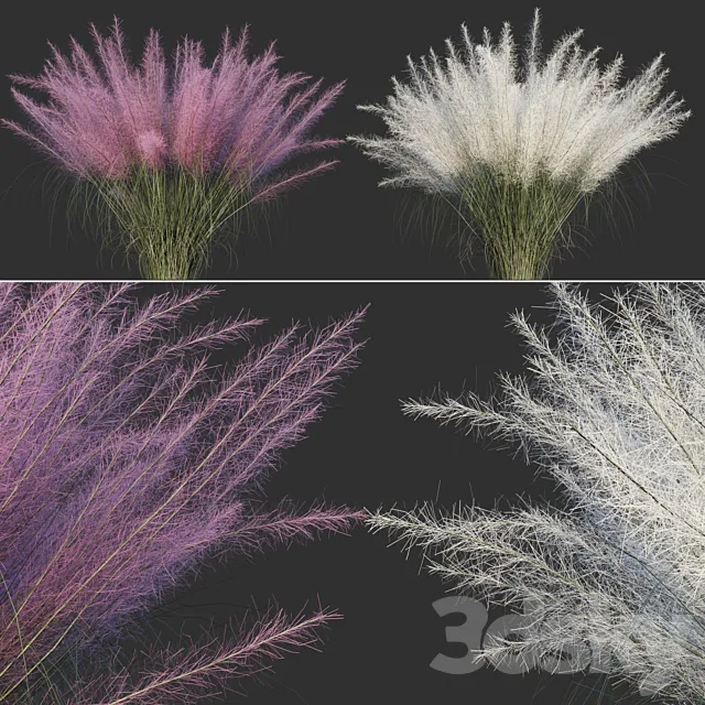 Muhlenberg hairy _ Muhlenbergia capillaris 3D Model Muhlenberg hairy _ Muhlenbergia capillaris 3D Model