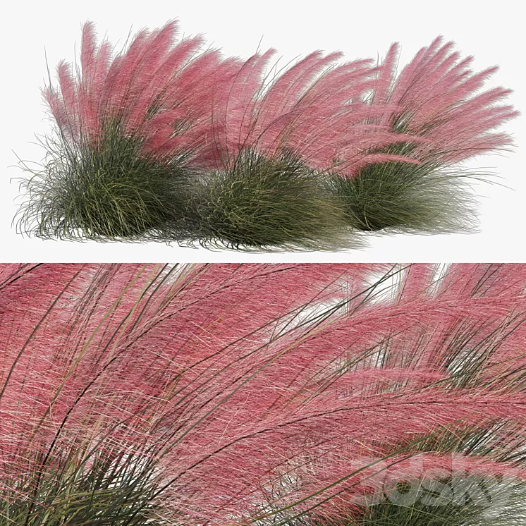Muhlenbergia Capillaris – Pink Muhly Grass 04 3D Model Free Download