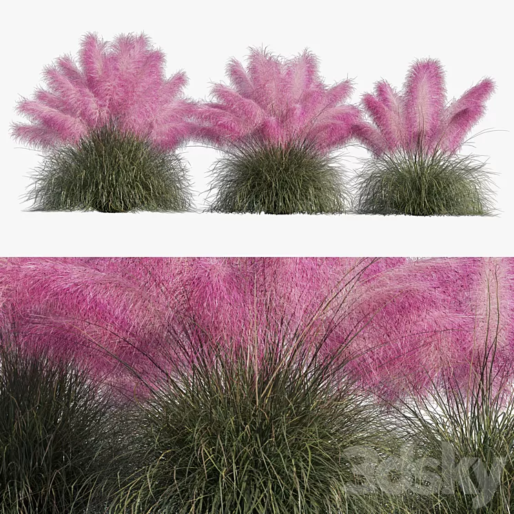 Muhlenbergia Capillaris – Pink Muhly Grass 3D Model Free Download Muhlenbergia Capillaris – Pink Muhly Grass 3D Model Free Download