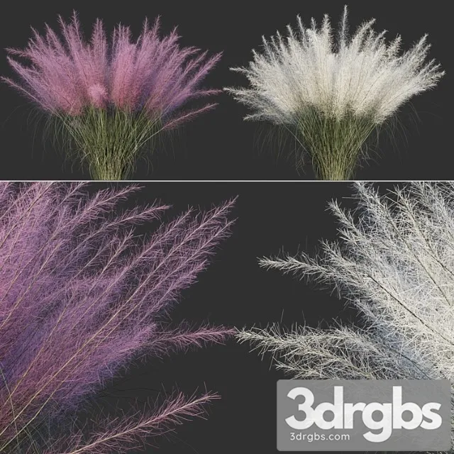 muhlenbergia capillaris muhlenbergia capillaris