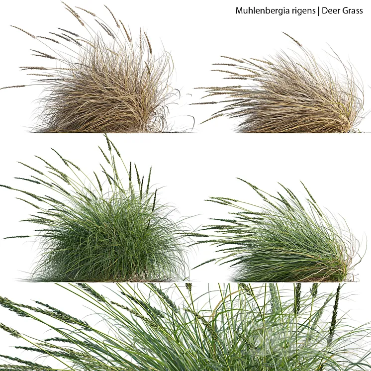 Muhlenbergia rigens – Deer Grass 02 3D Model Free Download