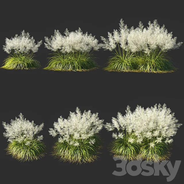 Muhly grass White_03 3D Model Muhly grass White_03 3D Model