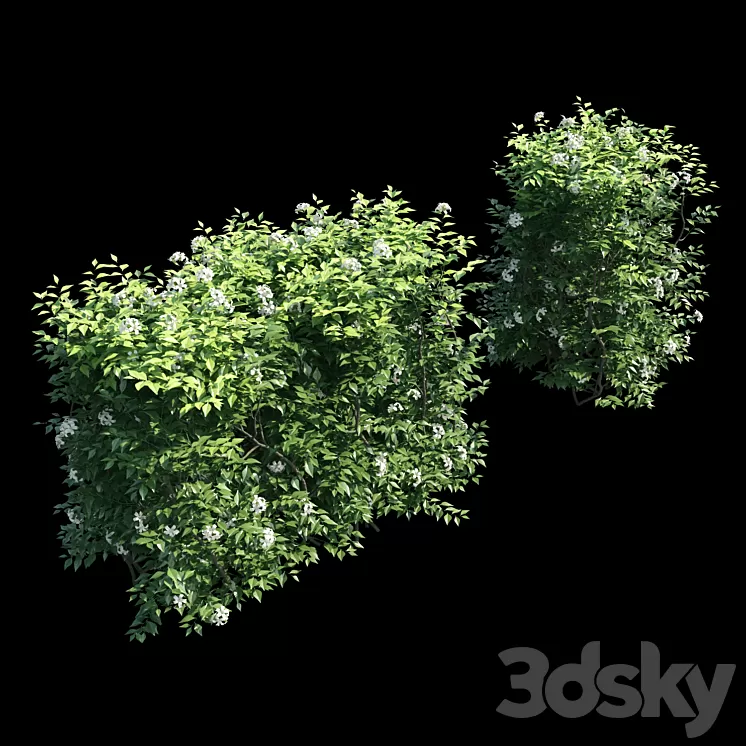 Murraya paniculata hegde 3D Model