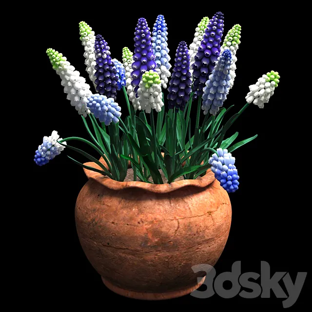 muscari 3DModel