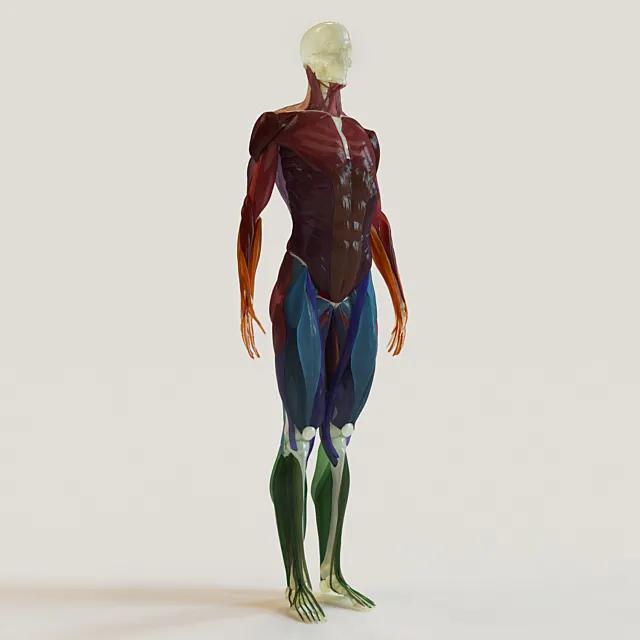 muscle groups skeleton system + 3D Model muscle groups skeleton system + 3D Model