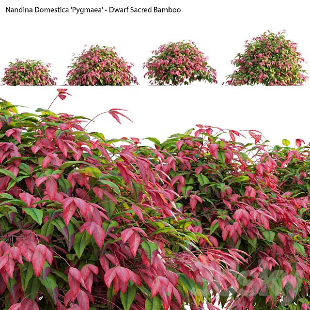 Nandina Domestica Pygmaea – Dwarf Sacred Bamboo 3D Model
