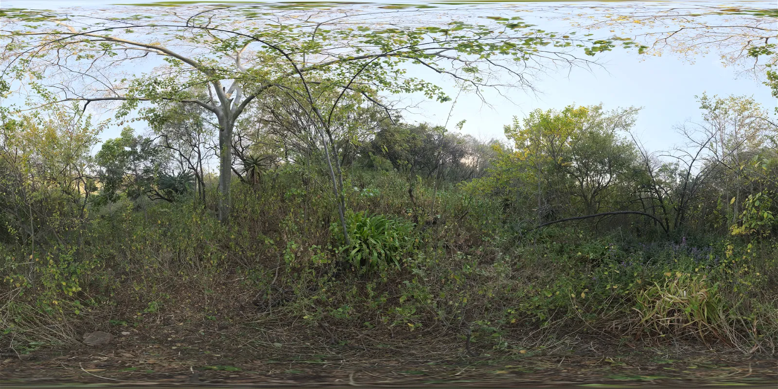 Nature Reserve Forest