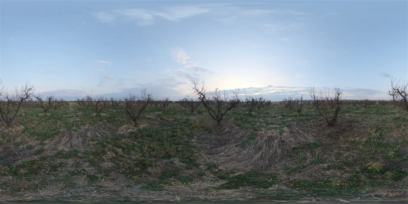 Winter Orchard Winter Orchard