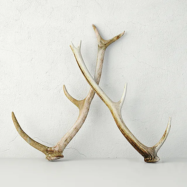 Naturally-Shed Deer Antlers 3DModel Naturally-Shed Deer Antlers 3DModel