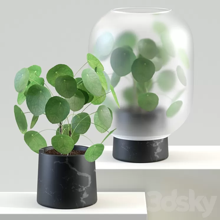 Nebl | Chinese golden tree | Pilea peperomioides 3D Model