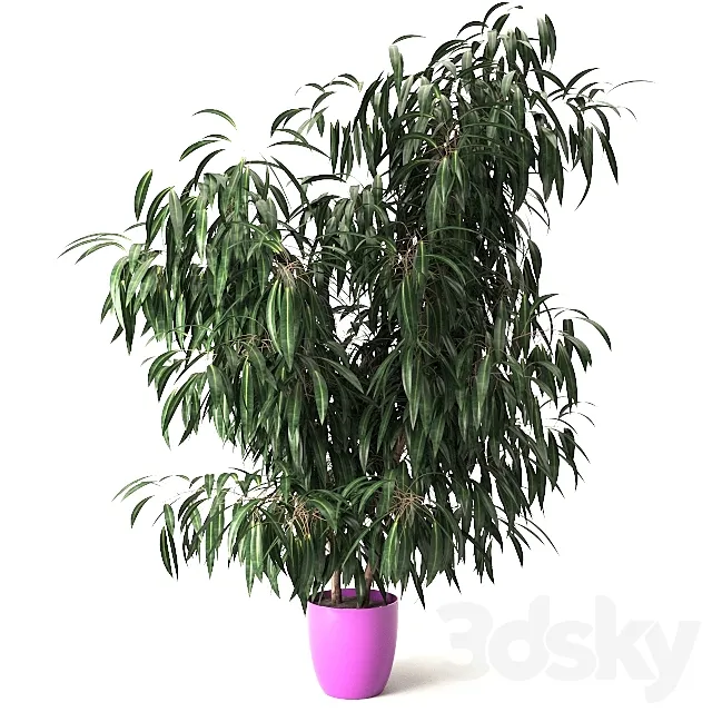 Nerium oleander 3D Model Nerium oleander 3D Model