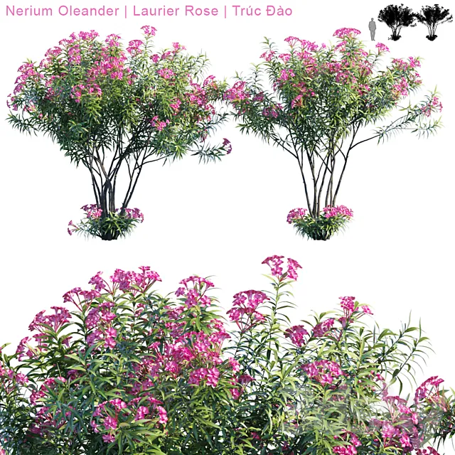 Nerium Oleander | Laurier rose 3D Model