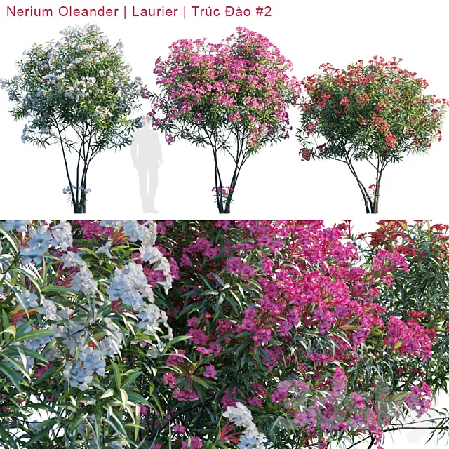 Nerium Oleander | Laurier | Trúc ?ào # 2 3DModel Nerium Oleander | Laurier | Trúc ?ào # 2 3DModel