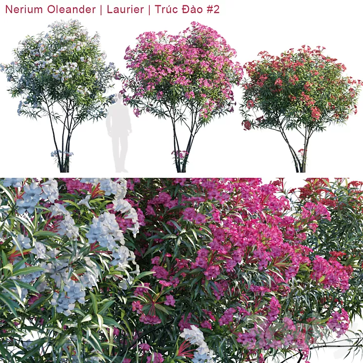 Nerium Oleander | Laurier | Trúc Đào # 2 3D Model