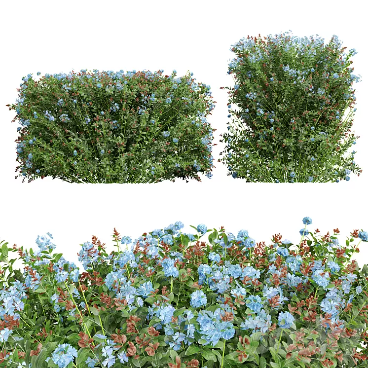 New Plant Ceratostigma Plumbaginoides Bleiwurz Box 3D Model Free Download New Plant Ceratostigma Plumbaginoides Bleiwurz Box 3D Model Free Download