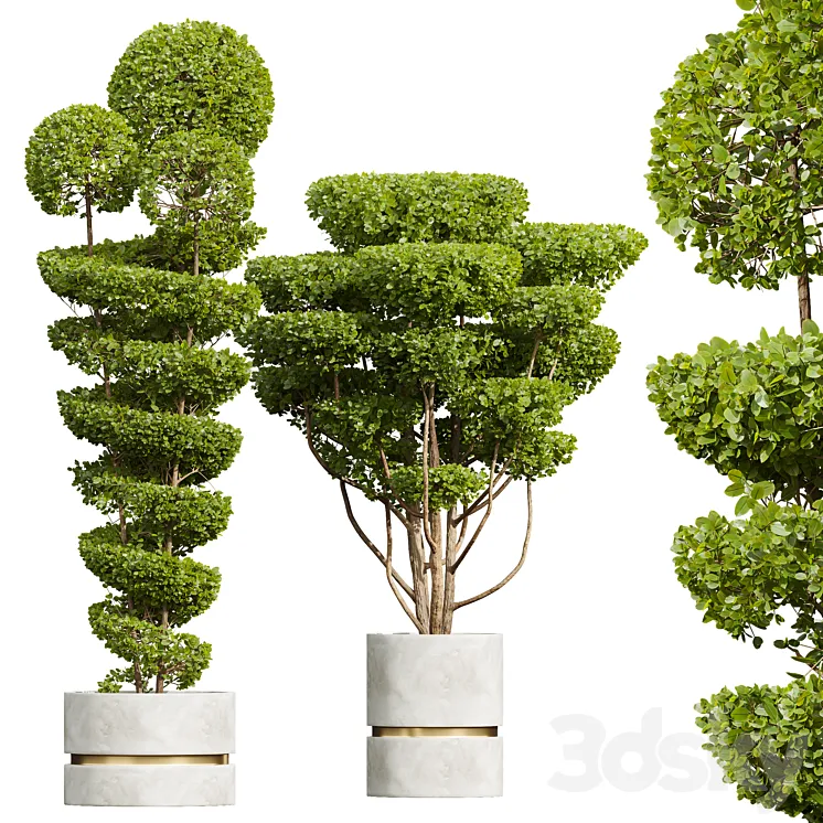 New Plant Ficus Concinna Bonsai Pruned Pot 3D Model Free Download