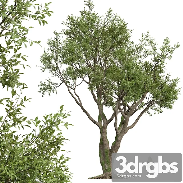 New Plant High Detail Angel Oak Live Tree 3D Model Download