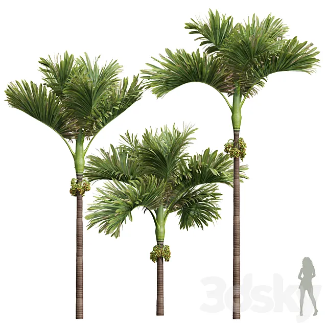 New Plant High detail Areca Catechu Decorative Garden Fruit 3D Model