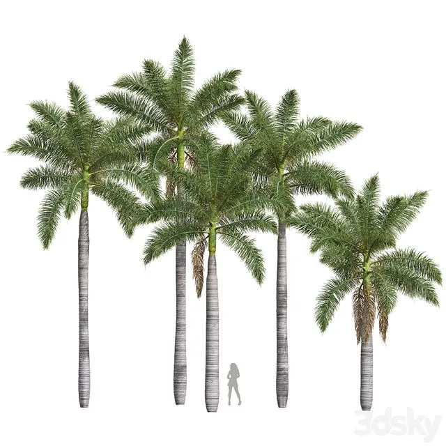 New Plant High detail Roystonea Regia Medium 3D Model