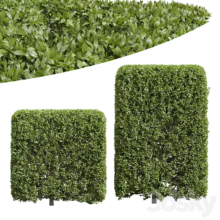 New Plant Ligustrum Quihoui Privet Pruned Box02 3D Model