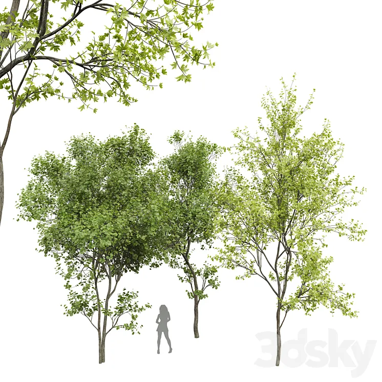 New Plant Real Tree Acer Saccharinum Spring Summer001 3D Model Free Download