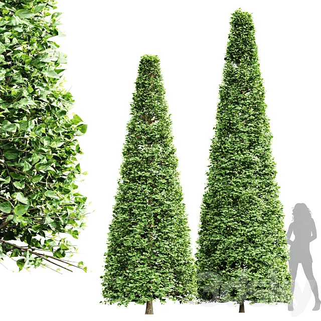 New Tree High detail Carpinus Betulus Broadleaf Conical 3D Model