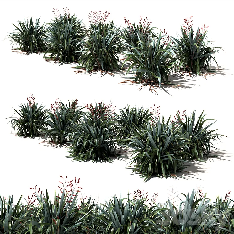 New Zealand Flax – Phormium tenax 3D Model Free Download New Zealand Flax – Phormium tenax 3D Model Free Download