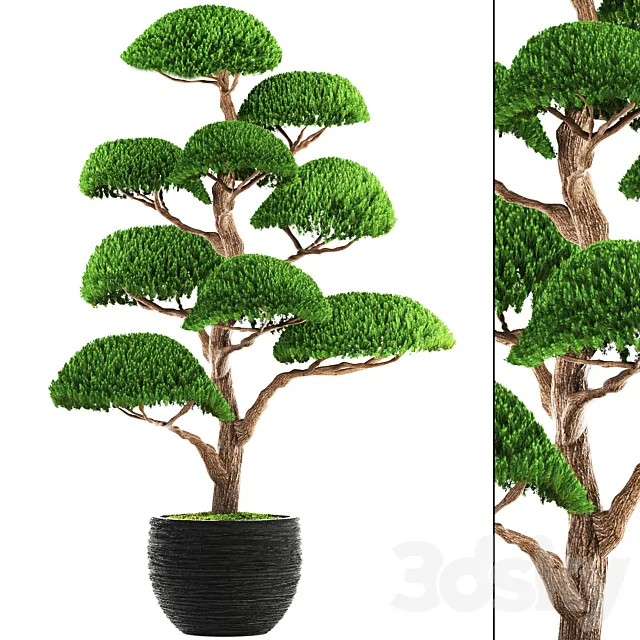 Niwaki 3 cedar topiary Niwaki ornamental tree landscaping flowerpot pot 3D Model Niwaki 3 cedar topiary Niwaki ornamental tree landscaping flowerpot pot 3D Model