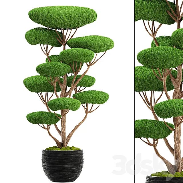 Niwaki 4. cedar topiary topiary nivaki ornamental tree garden plants landscaping pot flowerpot 3D Model Niwaki 4. cedar topiary topiary nivaki ornamental tree garden plants landscaping pot flowerpot 3D Model