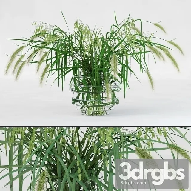 Northern Sea Oats and Pennisetum Green 3D Model Download Northern Sea Oats and Pennisetum Green 3D Model Download