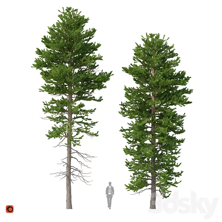 Norway spruce Set 1 Corona 3D Model Norway spruce Set 1 Corona 3D Model