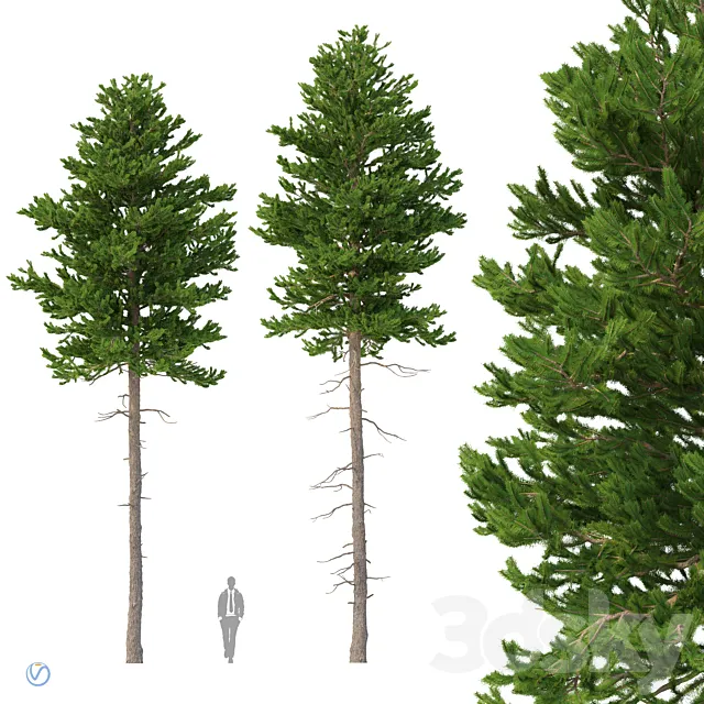 Norway spruce Set 2 V-Ray 3D Model